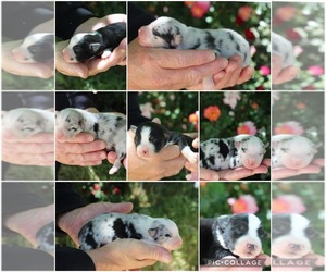 Australian Shepherd Litter for sale in ACTON, CA, USA
