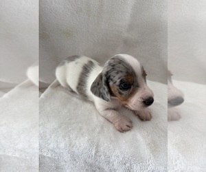 Dachshund Litter for sale in LIVINGSTON, LA, USA