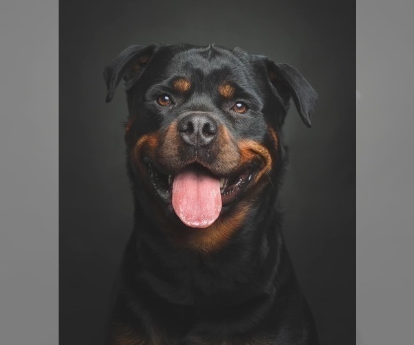 Medium Photo #4 Rottweiler Puppy For Sale in VONORE, TN, USA