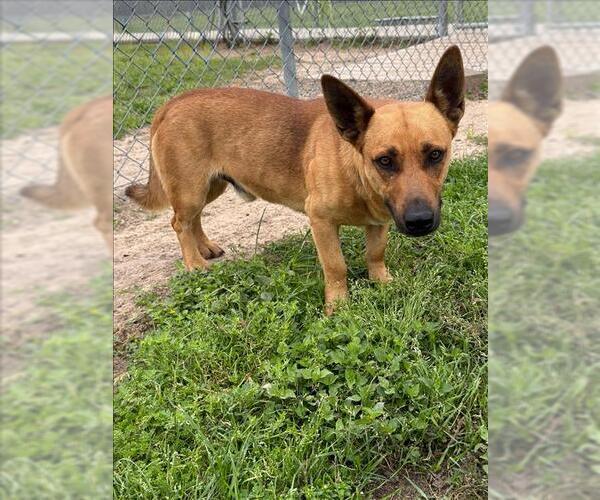 Medium Photo #1 Cardigan Welsh Corgi-Unknown Mix Puppy For Sale in Conroe, TX, USA