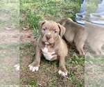 Small #2 American Bully