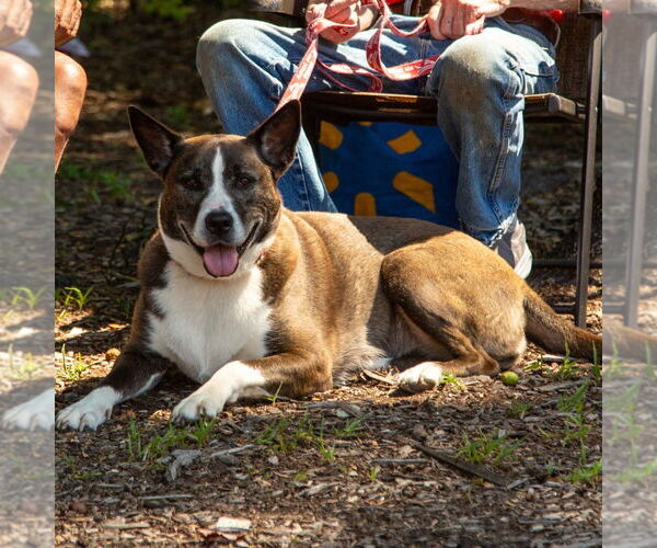 Medium Photo #14 Mutt Puppy For Sale in Canton, CT, USA