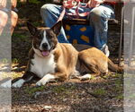 Small Photo #14 Mutt Puppy For Sale in Canton, CT, USA