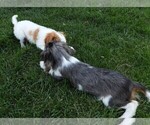 Small Photo #11 Cavalier King Charles Spaniel Puppy For Sale in CARLISLE, KY, USA