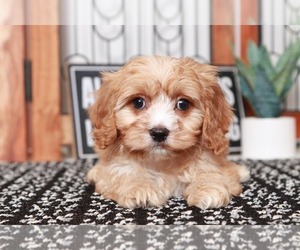 Cavapoo Puppy for sale in NAPLES, FL, USA