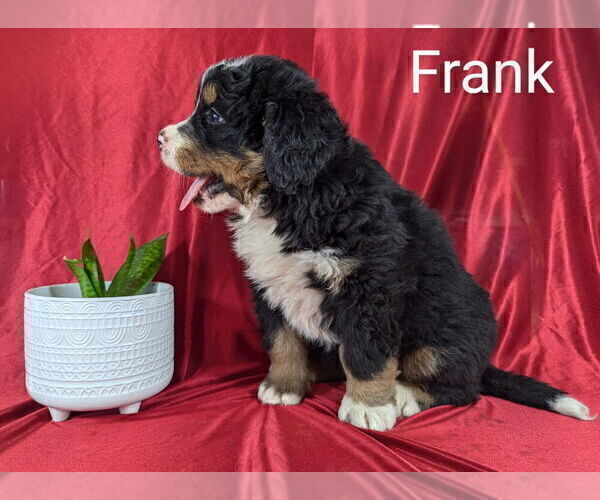 Medium Photo #4 Bernese Mountain Dog Puppy For Sale in CANON CITY, CO, USA