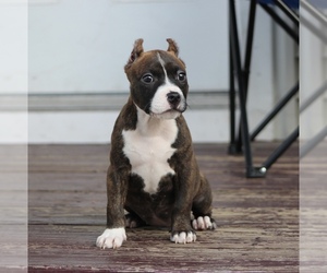 American Bully Puppy for sale in LAWRENCE, MA, USA