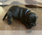 Small Photo #1 Labrador Retriever Puppy For Sale in DOUGLAS, GA, USA
