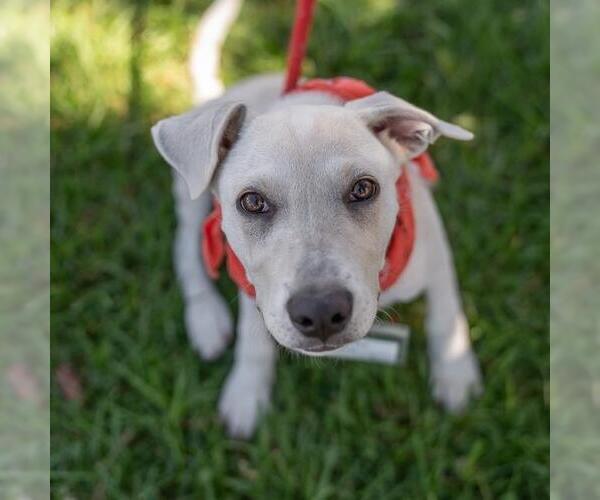 Medium Photo #10 Labrador Retriever-Unknown Mix Puppy For Sale in San Diego, CA, USA