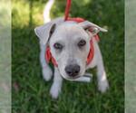 Small #9 Labrador Retriever Mix