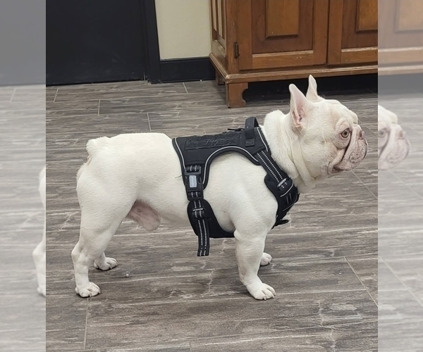Medium Photo #1 French Bulldog Puppy For Sale in YANTIS, TX, USA