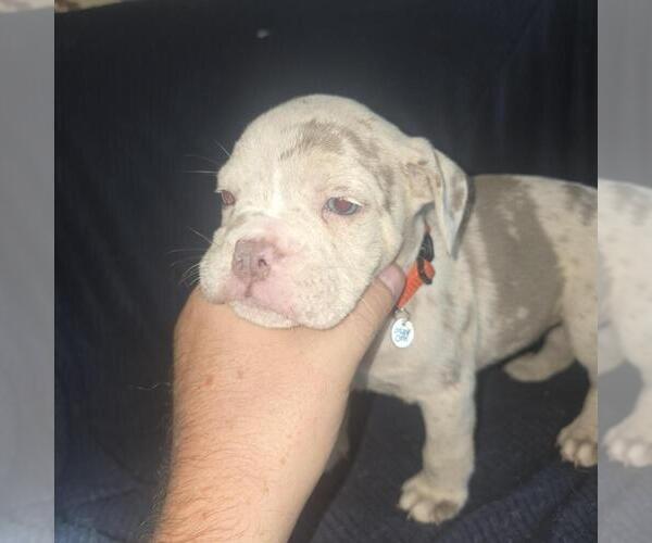 Medium Photo #2 Olde English Bulldogge Puppy For Sale in HAMLER, OH, USA