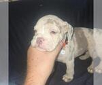 Small #1 Olde English Bulldogge