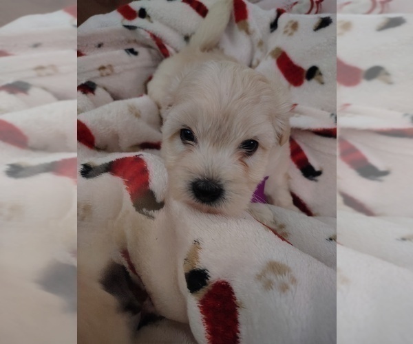 Medium Photo #5 Maltipoo (Miniature) Puppy For Sale in SAN ANTONIO, TX, USA