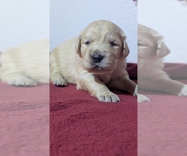 Medium Photo #6 Golden Retriever Puppy For Sale in MODESTO, CA, USA