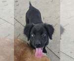 Small #1 Colonial Cocker Spaniel Mix