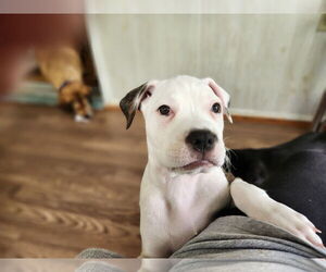Mutt Dogs for adoption in Cliffwood, NJ, USA