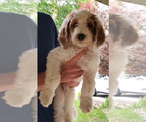 Goldendoodle-Poodle (Standard) Mix Puppy for sale in SEYMOUR, TN, USA