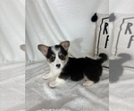 Small #3 Pembroke Welsh Corgi