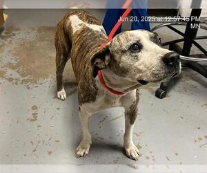 Catahoula Leopard Dog-Unknown Mix Dogs for adoption in Ocala, FL, USA