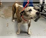 Small Catahoula Leopard Dog Mix