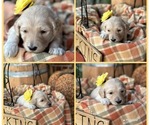Puppy 8Lilly Goldendoodle