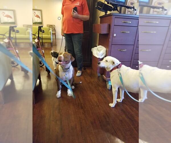 Medium Photo #17 Boxer-Unknown Mix Puppy For Sale in Sanford, FL, USA