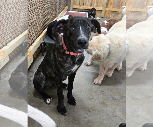 Medium Photo #6 American Pit Bull Terrier-Unknown Mix Puppy For Sale in Germantown, OH, USA