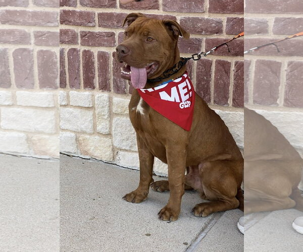 Medium Photo #8 Mastiff-Unknown Mix Puppy For Sale in Euless, TX, USA