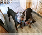 Small Photo #15 Doberman Pinscher Puppy For Sale in COTTON, MN, USA