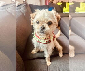 Maltese-Unknown Mix Dogs for adoption in San Diego, CA, USA