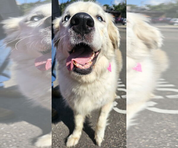 Medium Photo #2 Great Pyrenees-Unknown Mix Puppy For Sale in Brooklyn Center, MN, USA