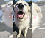 Small #1 Great Pyrenees Mix