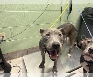 American Staffordshire Terrier-Unknown Mix Dogs for adoption in Grand Prairie, TX, USA