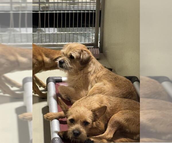 Medium Photo #1 Chihuahua Puppy For Sale in Bakersfield, CA, USA