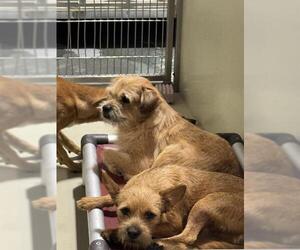 Chihuahua Dogs for adoption in Bakersfield, CA, USA