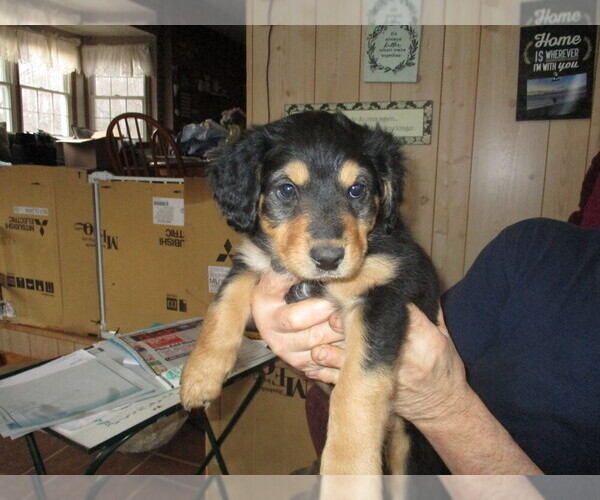Medium Photo #2 English Shepherd Puppy For Sale in LITTLE WASHINGTON, OH, USA