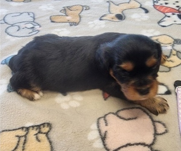 Medium Photo #47 Aussalier Puppy For Sale in ATHOL, ID, USA