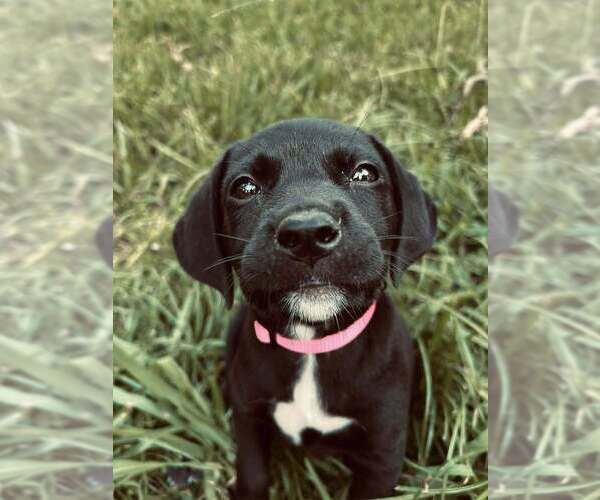Medium Photo #1 Mutt Puppy For Sale in Mundelein, IL, USA