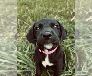 Mutt Dogs for adoption in Mundelein, IL, USA