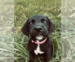 Small Mutt
