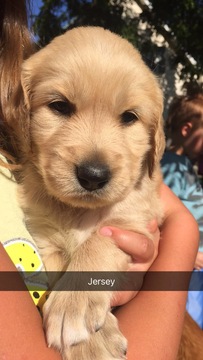 Medium Photo #1 Goldendoodle Puppy For Sale in WINCHESTER, IN, USA