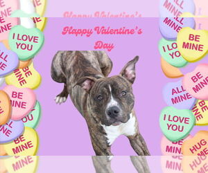 Hulk - Male Mutt Dog for Adoption - Photo #5