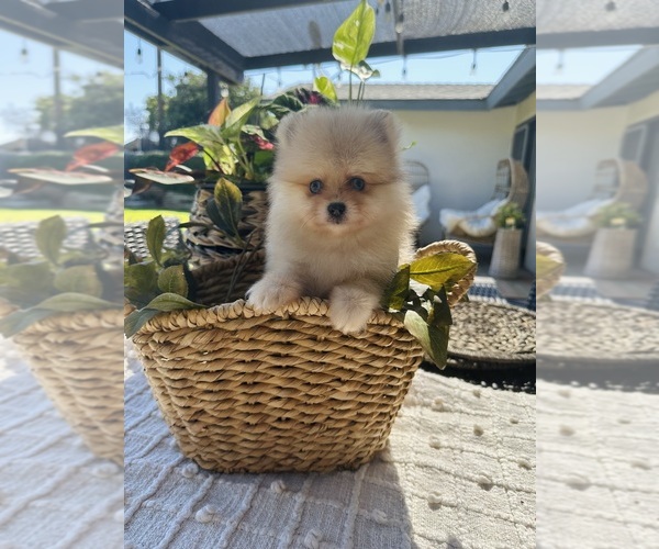 Medium Photo #2 Pomeranian Puppy For Sale in BAKERSFIELD, CA, USA