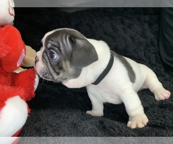 Medium Photo #2 French Bulldog Puppy For Sale in CEDAR HILL, TX, USA