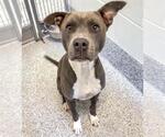Small #1 Staffordshire Bull Terrier Mix