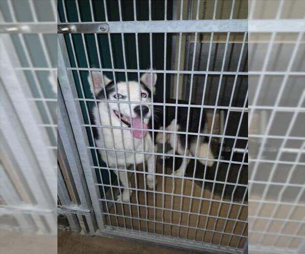 Medium Photo #1 Siberian Husky-Unknown Mix Puppy For Sale in Texas City, TX, USA