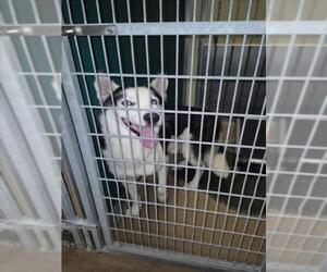 Siberian Husky-Unknown Mix Dogs for adoption in Texas City, TX, USA