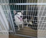 BILL FURRY - Male Siberian Husky-Unknown Mix Dog for Adoption - Small photo