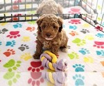 Small #4 Cock-A-Poo-Poodle (Miniature) Mix